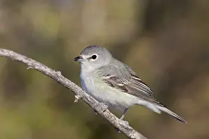 Vireo: Plumbeus Vireo