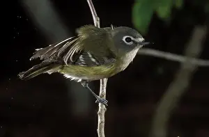 Vireo: Plumbeus Vireo