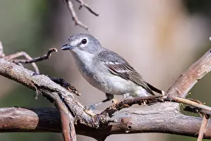 Vireos: Plumbeus Vireo - perched in tree