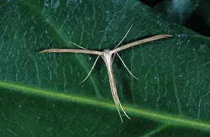 Plume: Plume Moth