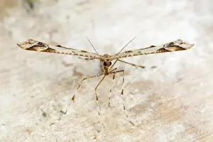 Micro: Plume Moth