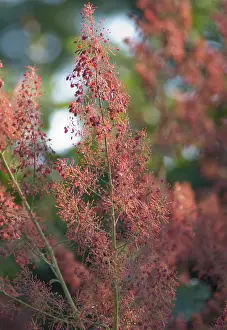 Cordata: Plume poppy