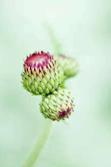Cooperation: Plume thistle, Cirsium rivulare Atropurpureum, close up of
