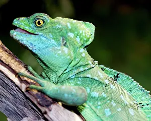 Plumifrons: Plumed Basilisk