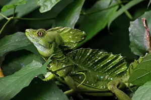 Selva: Plumed Basilisk