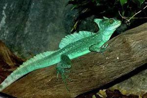 Plumifrons: Plumed Basilisk (Basiliscus plumifrons)