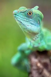Plumifrons: Plumed basilisk (Basiliscus plumifrons), captive