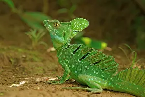 Plumifrons: Plumed basilisk (Basiliscus plumifrons) on the ground