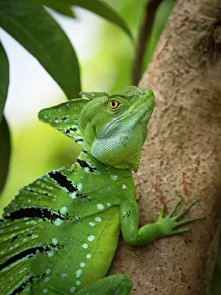 Iguanidae: Plumed basilisk (Basiliscus plumifrons) on tree, T