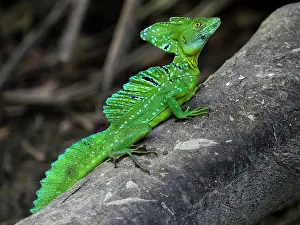 Iguanidae: Plumed basilisk (Basiliscus plumifrons) on tree, T