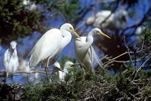 Plumed: Plumed EGRET - at nest with chicks
