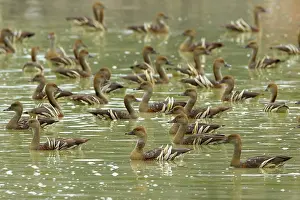 Waterbirds: Plumed Whistling Duck