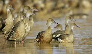 Australias: Plumed Whistling Duck (Dendrocygna eytoni)