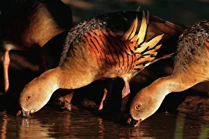 Eytoni: Plumed Whistling Duck - ducks dabbling. Yellow