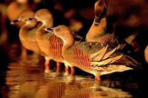 Eytoni: Plumed whistling-duck / Grass whistling-duck -
