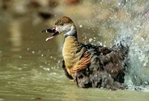 Splashes: Plumed Whistling DUCK - splashes in water