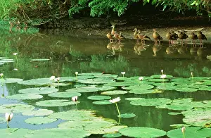 Eytoni: PLUMED WHISTLING DUCKS