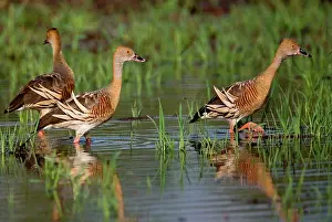 Floods: Plumed Whistling Ducks