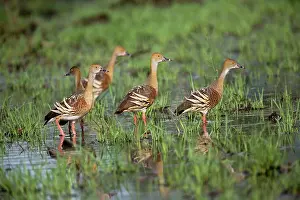 Floods: Plumed Whistling Ducks