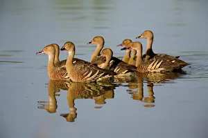 Eytoni: Plumed Whistling-Ducks