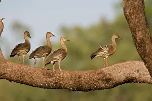 Eytoni: Plumed Whistling-Ducks perched