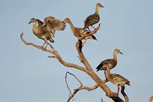 Eytoni: Plumed Whistling-Ducks perched