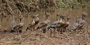 090818: Plumed Whistling Ducks - A few of thousands that