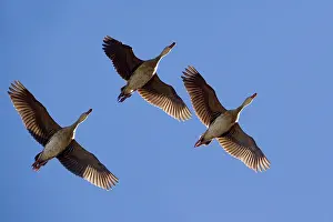 Eytoni: Plumed Whistling / Grass Whistle Ducks - in flight