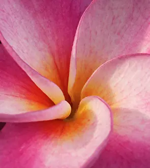 Spiral: Detail of a plumeria flower at Molokai Plumerias