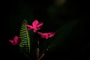 Montserrat: Plumeria (Plumeria rubra) flower - Montserrat Island