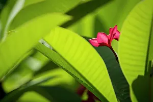 Montserrat: Plumeria (Plumeria rubra) flower - Montserrat Island