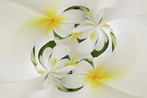 Hawaii: Plumerias a genus of flowering plants in the dogbane