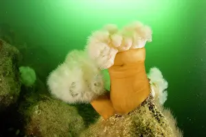 Damselfishes: Plumose anemones Metridium senile Vancouver Island British C