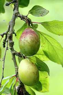Plums: Plums - in orchard