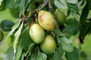 Plums: Plums - in orchard