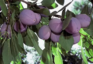 Plum: Plums