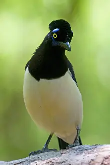 Chrysops: Plush-crested Jay