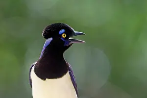 Chrysops: Plush-crested Jay