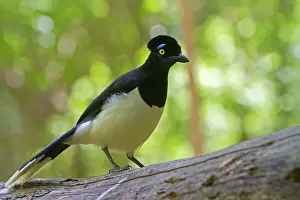 Chrysops: Plush-crested Jay