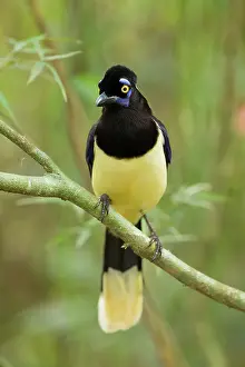Chrysops: Plush-crested Jay