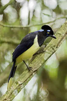 Chrysops: Plush-crested Jay