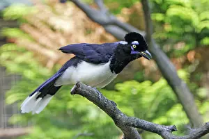 Chrysops: Plush Crested Jay - calling with crest raised