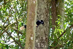Chrysops: Plush-crested Jays