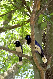 Chrysops: Plush-crested Jays