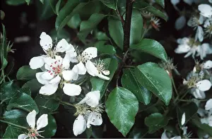 Pear: Plymouth Pear in flower