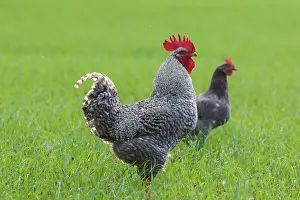 Free: Plymouth Rock Chicken - cock and hen standing on