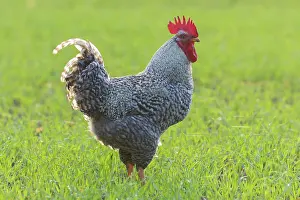 Ranging: Plymouth Rock Chicken - cock standing on a meadow