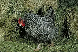 Farmyards: Plymouth Rock hen