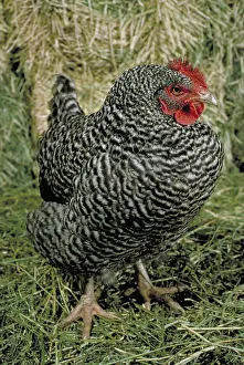 Farmyards: Plymouth Rock hen