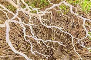 Halophile: Pneumatophores and branches of mangroves - Ningaloo